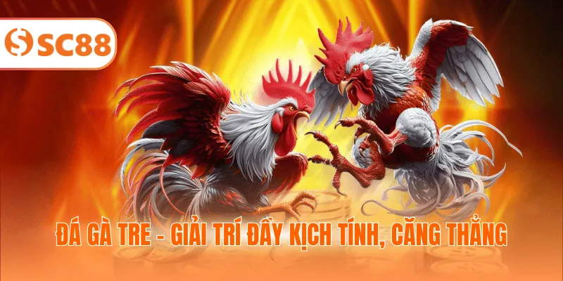 Đá gà tre - Giải trí đầy kịch tính, căng thẳng