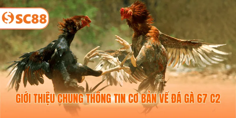 Giới thiệu chung thông tin cơ bản về đá gà 67 c2